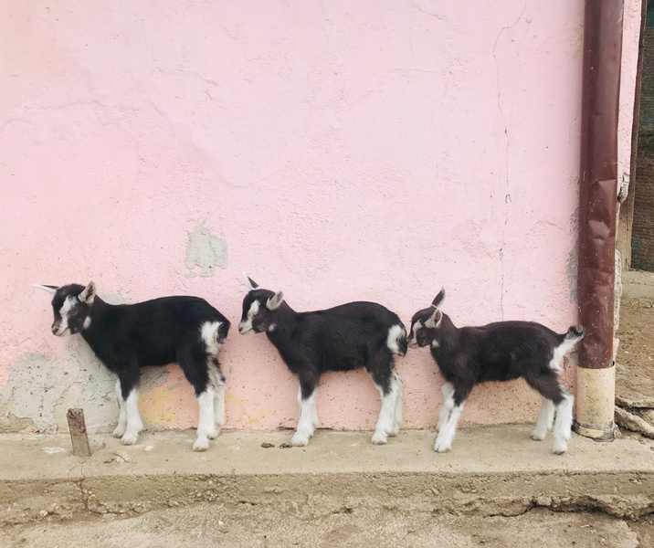 KI generiert: Drei junge Ziegen stehen entlang einer rosa Wand.