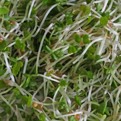 Produktfoto zu Rucolasprossen