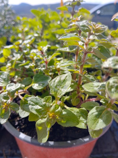 Produktfoto zu Oregano im Topf eig. LW
