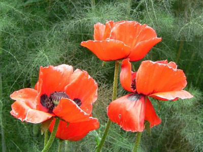 Produktfoto zu Islandmohn eig. LW