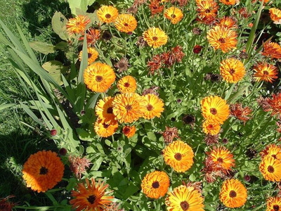 Produktfoto zu Ringelblume eig. LW