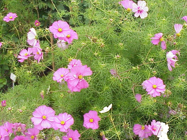 Produktfoto zu Cosmea eig. LW