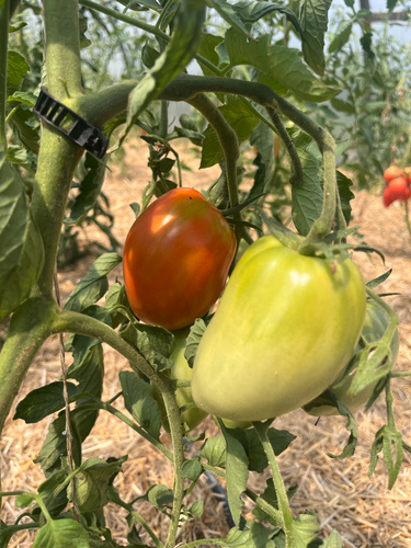 KI generiert: Zwei Tomaten in verschiedenen Reifegraden hängen an der Pflanze.
