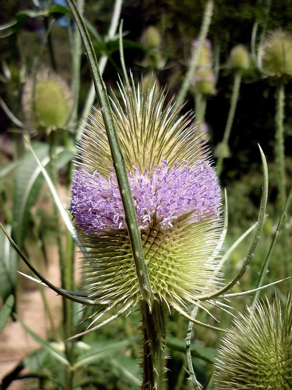 Produktfoto zu Karde eig. LW