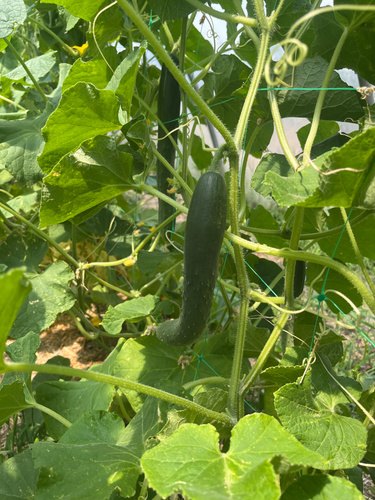 KI generiert: Eine frische Gurke hängt an einer Pflanze mit grünen Blättern im Garten.