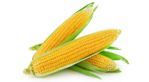 Produktfoto zu Zuckermais