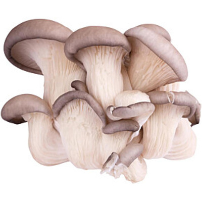 Produktfoto zu Austernpilze lose