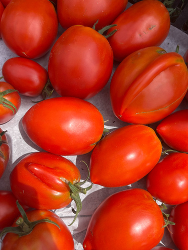 KI generiert: Rote Tomaten liegen dicht beieinander auf einer weißen Unterlage.