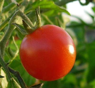Produktfoto zu Salattomaten im Topf eig. LW
