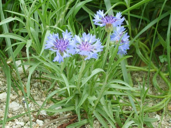 Produktfoto zu Kornblume eig. LW