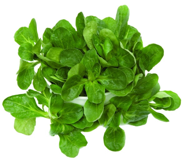 Produktfoto zu Vogerlsalat eig. LW