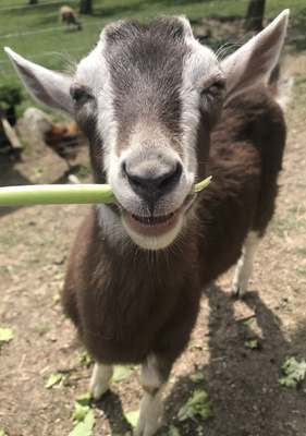 KI generiert: Eine Ziege knabbert an einem Stängel auf einer Wiese.