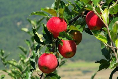 Produktfoto zu Freiherr von Hallberg