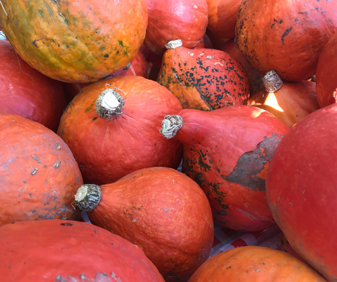 KI generiert: Ein Bund frischer Pak Choi auf weißem Hintergrund.