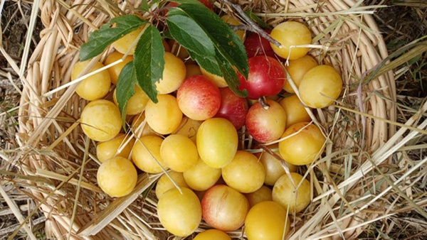 Produktfoto zu Mirabellen eigene LW
