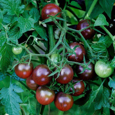 Produktfoto zu Kirschtomaten lila Topf eig.LW