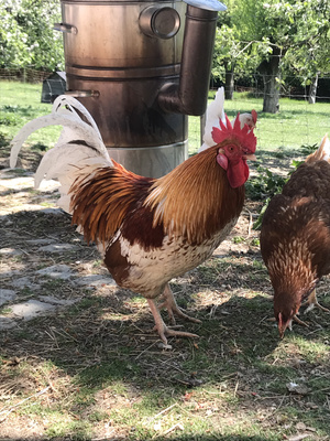 KI generiert: Ein Hahn und ein Huhn stehen auf einer Wiese nahe einem großen Metallbehälter im Freien.