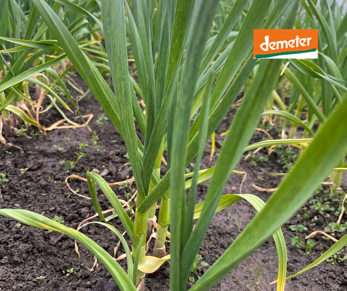KI generiert: Nahaufnahme von grünen Pflanzentrieben im Boden. Enthält den Text: "demeter".