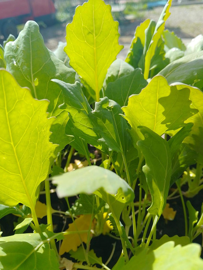 Produktfoto zu Kohlrabi 6 Stück eig. LW