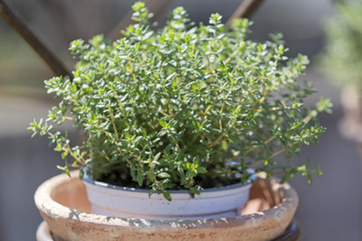 Produktfoto zu Thymian im Topf eig. LW
