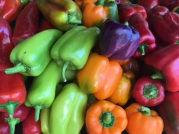 Produktfoto zu Paprika bunt eig. LW