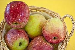 Produktfoto zu Äpfel "Florina"