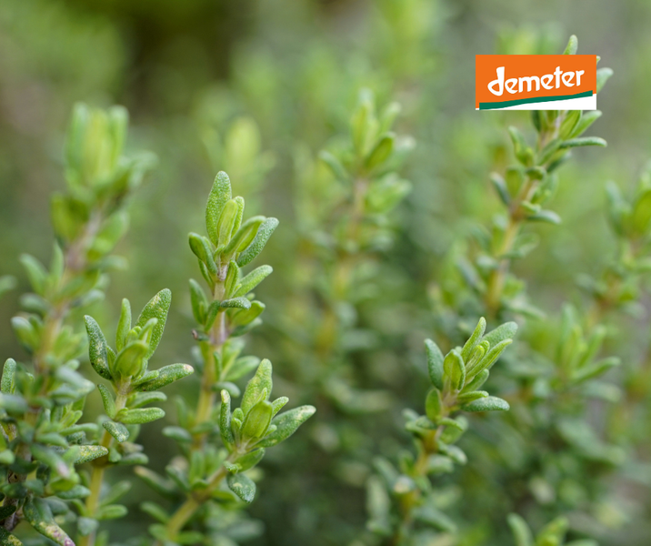 KI generiert: Grüne Pflanzen mit dem "demeter"-Logo in der oberen rechten Ecke.