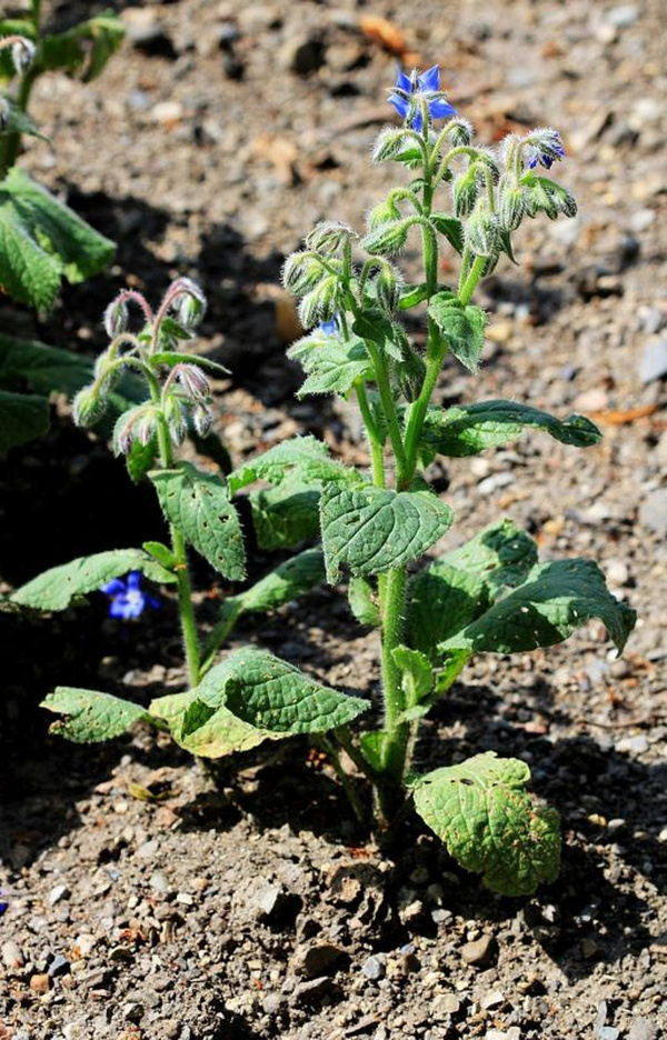 Produktfoto zu Borretsch im Topf eig. LW