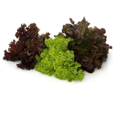 Produktfoto zu Salat der Woche eig. LW