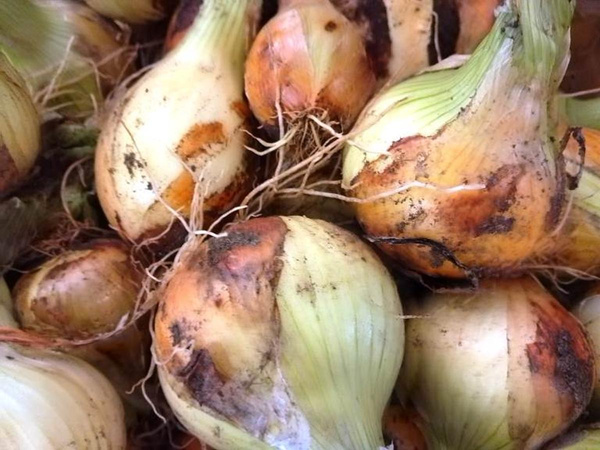 Produktfoto zu Zwiebel neue Ernte eig. LW