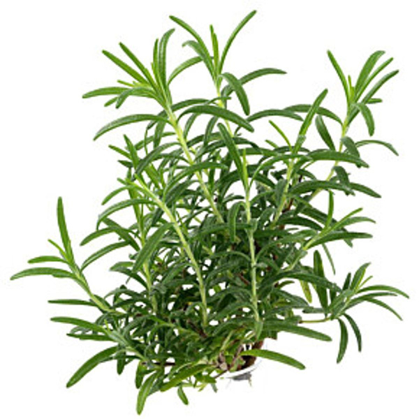 Produktfoto zu Rosmarin