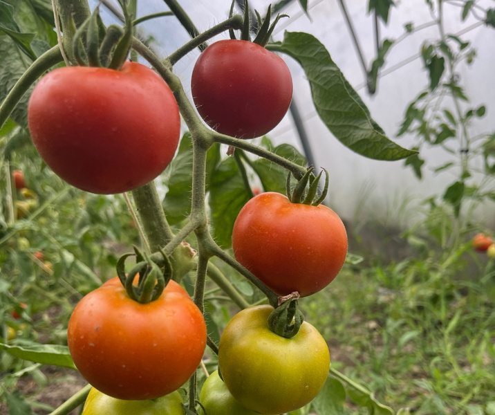 KI generiert: Rote und grüne Tomaten wachsen an Pflanzen im Gewächshaus.