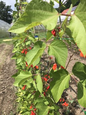 KI generiert: Kletterpflanzen mit roten Blüten und großen grünen Blättern auf einem Feld.