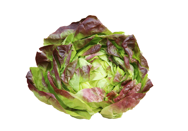 Produktfoto zu Kopfsalat rot eigene LW