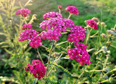 Produktfoto zu rosa Schafgarbe eig. LW