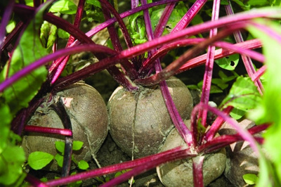 Produktfoto zu Rote Rüben mit Grün