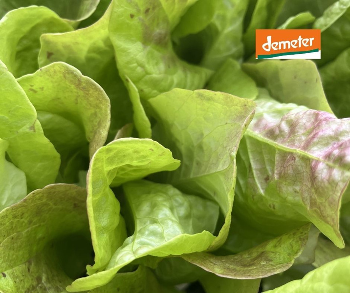 KI generiert: Frische grüne Salatblätter mit einem "demeter"-Label oben rechts.