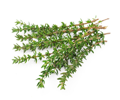Produktfoto zu Thymian eig. LW