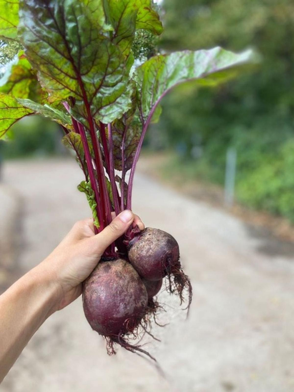 Produktfoto zu Rote Rüben Bund eig. LW