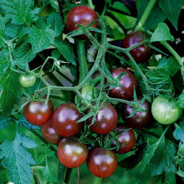 Produktfoto zu Kirschtomaten lila Topf eig.LW