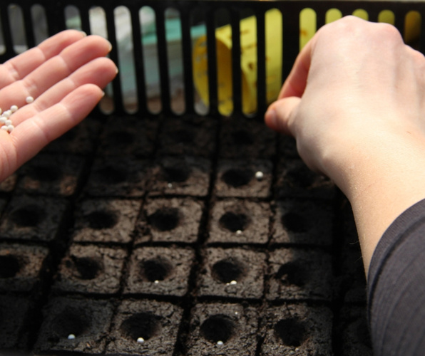 KI generiert: Hände säen Samen in vorbereitete Erde in einem Setzkasten.