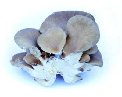 Produktfoto zu Austernpilze lose