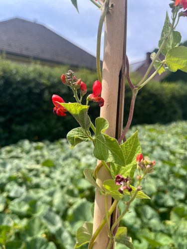 KI generiert: Rote Blumen einer Kletterpflanze an einem Stab vor unscharfem Hintergrund im Garten.