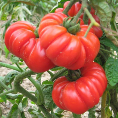 Produktfoto zu Fleischtomaten im Topf eig. LW