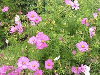 Produktfoto zu Cosmea eig. LW