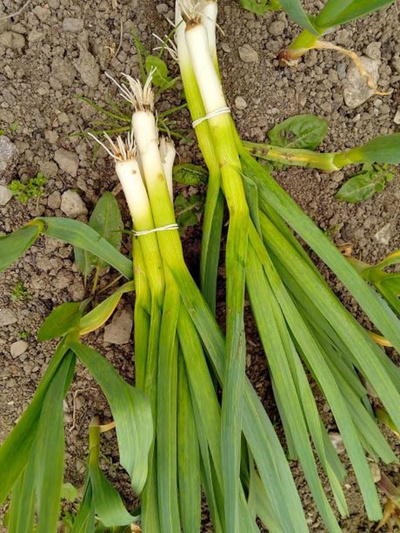 Produktfoto zu Jungknoblauch eigene Landwirtschaft