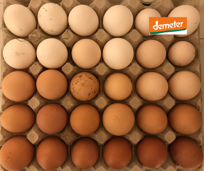 KI generiert: Ein Karton mit weißen und braunen Eiern. Oben rechts das Logo "demeter".