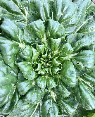 KI generiert: Großer, grüner Kopfsalat aus der Vogelperspektive fotografiert.