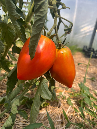 KI generiert: Zwei reife rote Tomaten hängen an einem Pflanzenzweig in einem Gewächshaus.