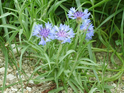 Produktfoto zu Kornblume eig. LW